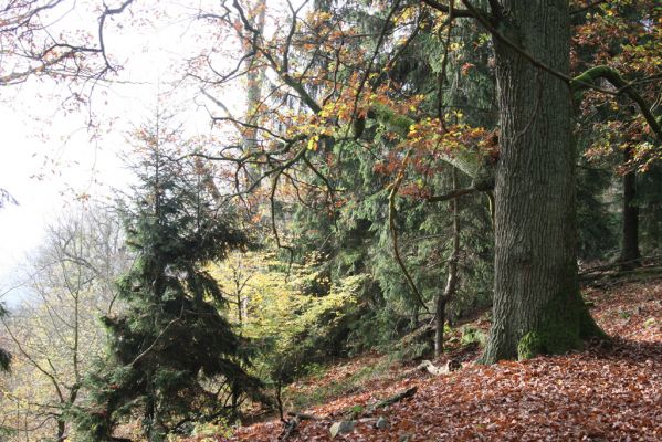 Dobříš, 26.10.2017
Hřebeny. Suťový les na vrchu Hradec. 
Klíčová slova: Dobříš Hřebeny vrch Hradec