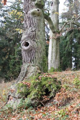 Dobříš, 26.10.2017
Hřebeny. Suťový les na vrchu Hradec. 
Schlüsselwörter: Dobříš Hřebeny vrch Hradec