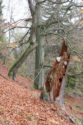 Dobříš, 26.10.2017
Hřebeny. Suťový les na vrchu Hradec. 
Klíčová slova: Dobříš Hřebeny vrch Hradec