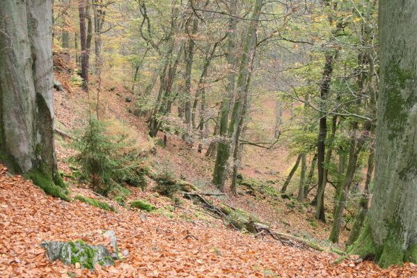 Dobříš, 26.10.2017
Hřebeny. Suťový les na vrchu Hradec. 
Keywords: Dobříš Hřebeny vrch Hradec Procraerus tibialis Megapenthes lugens