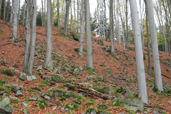 Dobříš, 26.10.2017
Hřebeny. Suťový les na vrchu Hradec. 
Schlüsselwörter: Dobříš Hřebeny vrch Hradec Procraerus tibialis Megapenthes lugens