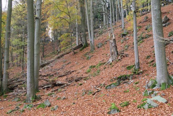 Dobříš, 26.10.2017
Hřebeny. Suťový les na vrchu Hradec. 
Schlüsselwörter: Dobříš Hřebeny vrch Hradec Procraerus tibialis Megapenthes lugens
