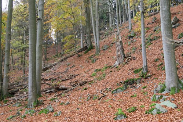 Dobříš, 26.10.2017
Hřebeny. Suťový les na vrchu Hradec. 
Mots-clés: Dobříš Hřebeny vrch Hradec Procraerus tibialis Megapenthes lugens