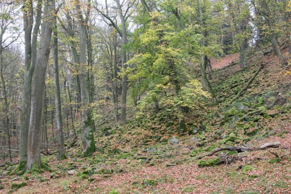 Dobříš, 26.10.2017
Hřebeny. Suťový les na vrchu Hradec. 
Keywords: Dobříš Hřebeny vrch Hradec