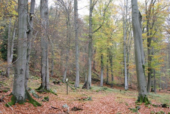 Dobříš, 26.10.2017
Hřebeny. Suťový les na vrchu Hradec. 
Keywords: Dobříš Hřebeny vrch Hradec