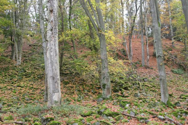 Dobříš, 26.10.2017
Hřebeny. Suťový les na vrchu Hradec. 
Klíčová slova: Dobříš Hřebeny vrch Hradec