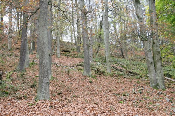 Dobříš, 26.10.2017
Hřebeny. Suťový les na vrchu Hradec. 
Schlüsselwörter: Dobříš Hřebeny vrch Hradec