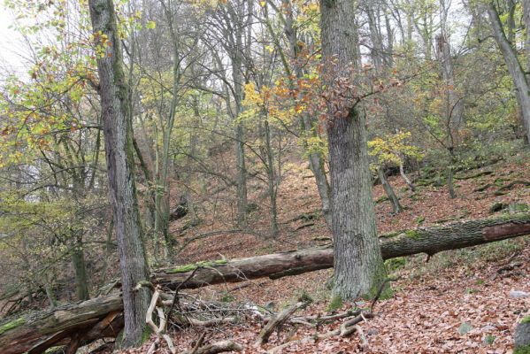 Dobříš, 26.10.2017
Hřebeny. Suťový les na vrchu Hradec. 
Keywords: Dobříš Hřebeny vrch Hradec