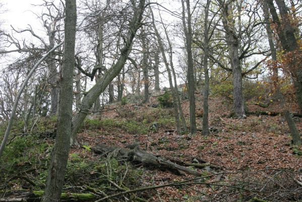 Dobříš, 26.10.2017
Hřebeny. Suťový les na vrchu Hradec. 
Klíčová slova: Dobříš Hřebeny vrch Hradec