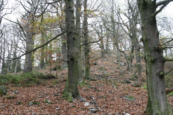 Dobříš, 26.10.2017
Hřebeny. Suťový les na vrchu Hradec. 
Schlüsselwörter: Dobříš Hřebeny vrch Hradec