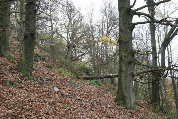 Dobříš, 26.10.2017
Hřebeny. Suťový les na vrchu Hradec. 
Mots-clés: Dobříš Hřebeny vrch Hradec