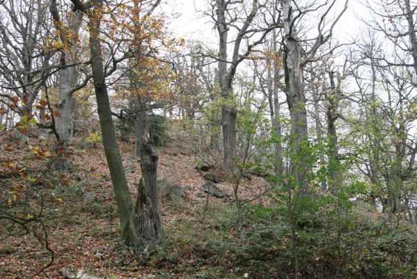 Dobříš, 26.10.2017
Hřebeny. Suťový les na vrchu Hradec. 
Klíčová slova: Dobříš Hřebeny vrch Hradec