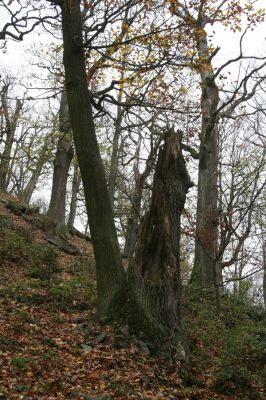 Dobříš, 26.10.2017
Hřebeny. Suťový les na vrchu Hradec. 
Keywords: Dobříš Hřebeny vrch Hradec