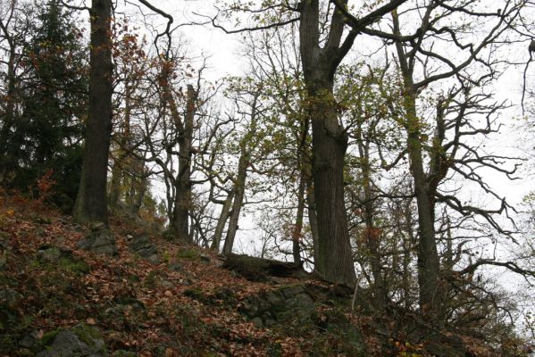 Dobříš, 26.10.2017
Hřebeny. Suťový les na vrchu Hradec. 
Klíčová slova: Dobříš Hřebeny vrch Hradec