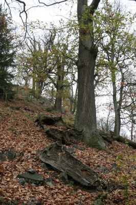 Dobříš, 26.10.2017
Hřebeny. Suťový les na vrchu Hradec. 
Klíčová slova: Dobříš Hřebeny vrch Hradec