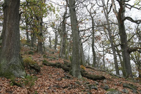 Dobříš, 26.10.2017
Hřebeny. Suťový les na vrchu Hradec. 
Klíčová slova: Dobříš Hřebeny vrch Hradec