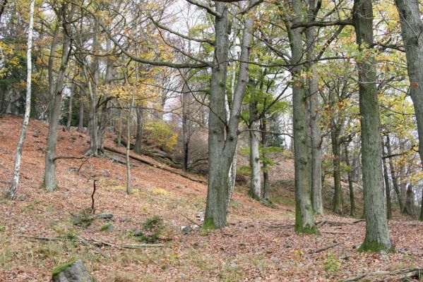 Dobříš, 26.10.2017
Hřebeny. Suťový les na vrchu Hradec. 
Klíčová slova: Dobříš Hřebeny vrch Hradec