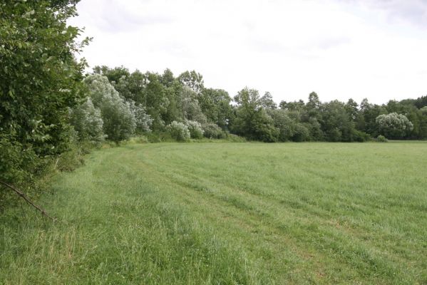 Hřibiny-Ledská, 9.7.2015
Podliska - záplavové louky u Bělé.
Schlüsselwörter: Hřibiny-Ledská Podliska Adrastus pallens