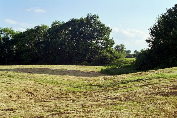 Hrobice-Tůň,11.6.2002
Posečené záplavové louky u Tůně. Biotop kovaříka Oedostethus quadripustulatus. 
Mots-clés: Hrobice Tůň Oedostethus quadripustulatus