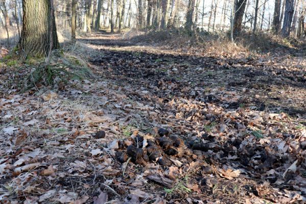 Hrobice, 10.2.2022
Les u jízdárny.
Schlüsselwörter: Hrobice Baroch les u jízdárny Chilothorax conspurcatus