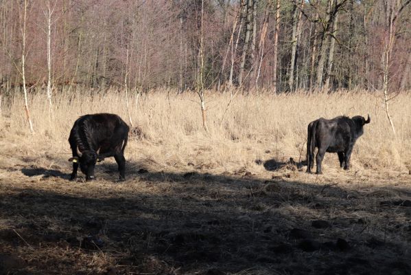 Hrobice, 10.2.2022
Rybník Baroch - pastvina. Vodní buvoli.
Schlüsselwörter: Hrobice Baroch pastvina vodní buvol