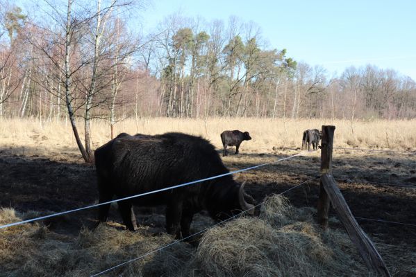 Hrobice, 10.2.2022
Rybník Baroch - pastvina. Vodní buvoli.
Schlüsselwörter: Hrobice Baroch pastvina vodní buvol