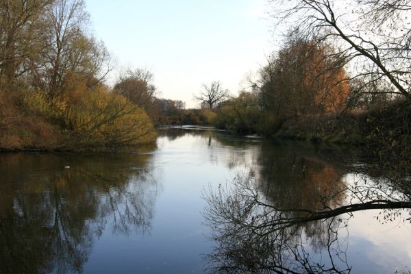 Hrobice, 15.11.2009
Meandr Labe mezi Hrobicemi a Bukovinou nad Labem.
Schlüsselwörter: Hrobice Bukovina nad Labem