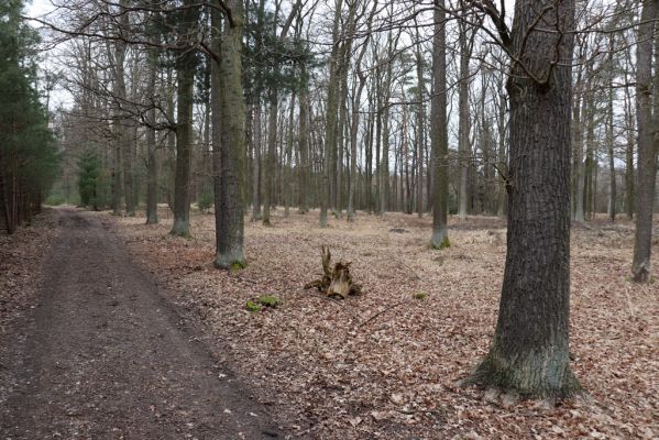 Hrobice, 15.3.2021
Les na vrchu Cháby.
Klíčová slova: Hrobice vrch Cháby Coraebus undatus Chilothorax conspurcatus