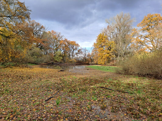 Hrobice, 16.11.2023
Tůň u Hrobic.
Keywords: Hrobice Tůň u Hrobic slepé rameno Labe