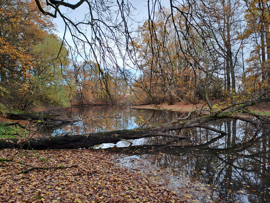 Hrobice, 16.11.2023
Tůň u Hrobic.
Keywords: Hrobice Tůň u Hrobic slepé rameno Labe