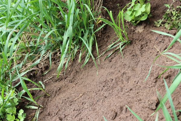Hrobice, 1.5.2020
Meandry Labe. Biotop hnojníka Rhyssemus germanus.
Klíčová slova: Hrobice meandry Labe Rhyssemus germanus