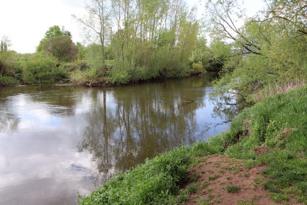 Hrobice, 1.5.2020
Meandry Labe. Biotop hnojníka Rhyssemus germanus.
Klíčová slova: Hrobice meandry Labe Rhyssemus germanus