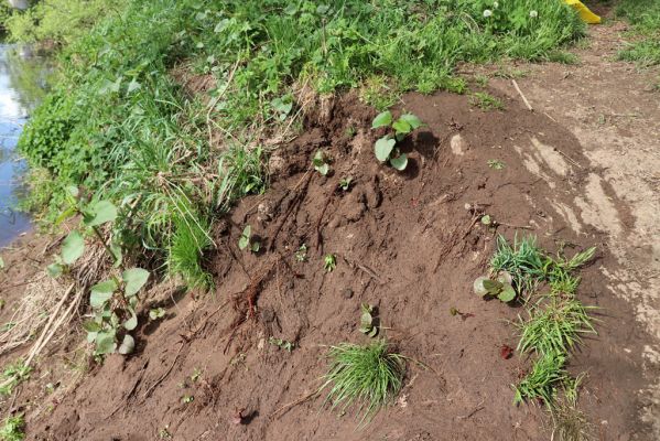 Hrobice, 1.5.2020
Meandry Labe. Biotop hnojníka Rhyssemus germanus.
Schlüsselwörter: Hrobice meandry Labe Rhyssemus germanus