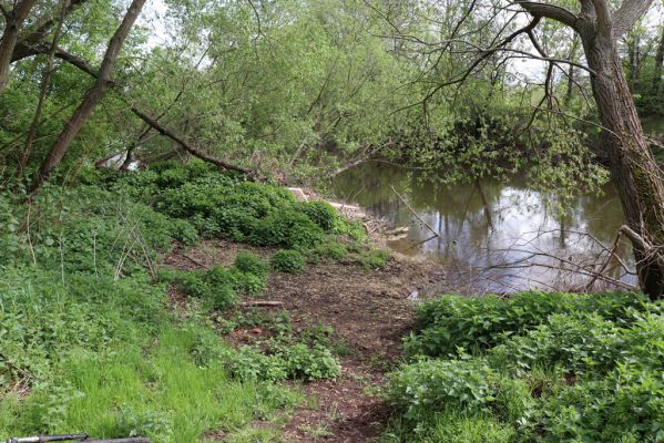 Hrobice, 1.5.2020
Meandry Labe.
Klíčová slova: Hrobice meandry Labe