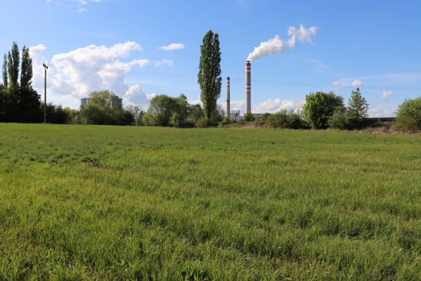 Hrobice, 1.5.2020
Záplavová louka u meandrů Labe.
Klíčová slova: Hrobice meandry Labe Liothorax niger
