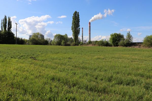 Hrobice, 1.5.2020
Záplavová louka u meandrů Labe.
Keywords: Hrobice meandry Labe Liothorax niger