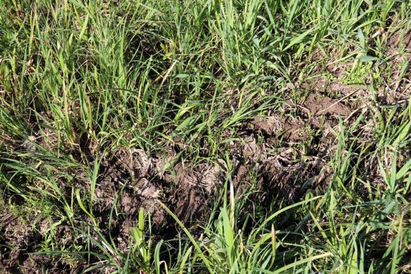 Hrobice, 1.5.2020
Záplavová louka u meandrů Labe.
Klíčová slova: Hrobice meandry Labe Liothorax niger