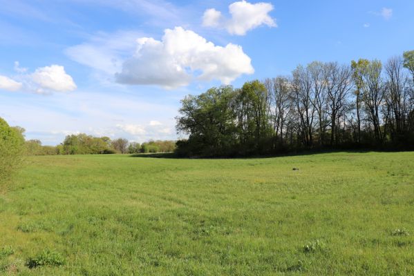 Hrobice, 1.5.2020
Záplavová louka u meandrů Labe.
Klíčová slova: Hrobice meandry Labe Liothorax niger
