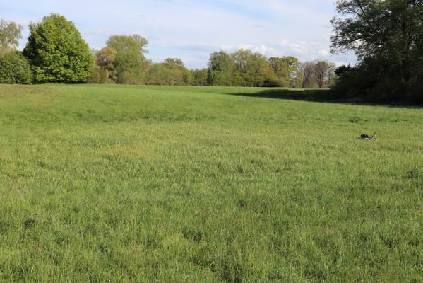 Hrobice, 1.5.2020
Záplavová louka u meandrů Labe.
Klíčová slova: Hrobice meandry Labe Liothorax niger