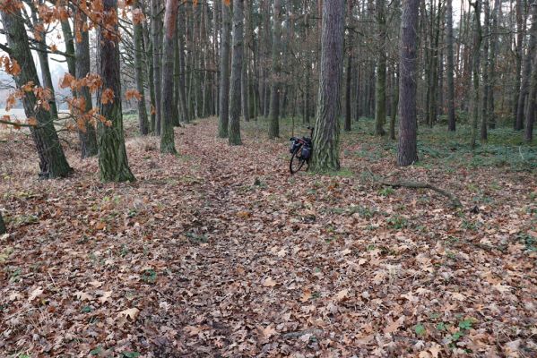 Hrobice, 23.11.2020
Koňská stezka v lese u jízdárny.
Klíčová slova: Hrobice jízdárna les