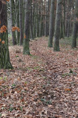 Hrobice, 23.11.2020
Koňská stezka v lese u jízdárny.
Klíčová slova: Hrobice jízdárna les