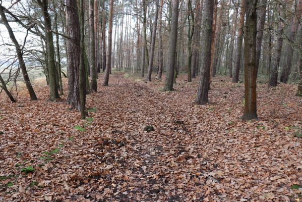 Hrobice, 23.11.2020
Koňská stezka v lese u jízdárny.
Klíčová slova: Hrobice jízdárna les