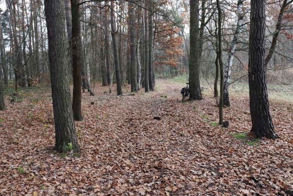 Hrobice, 23.11.2020
Koňská stezka v lese u jízdárny.
Keywords: Hrobice jízdárna les