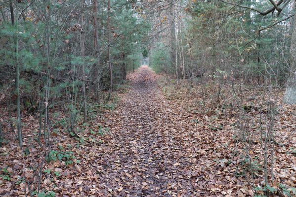 Hrobice, 23.11.2020
Koňská lesní stezka u vrchu Cháby.
Klíčová slova: Hrobice vrch Cháby