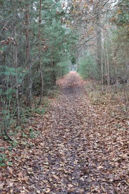 Hrobice, 23.11.2020
Koňská lesní stezka u vrchu Cháby.
Klíčová slova: Hrobice vrch Cháby