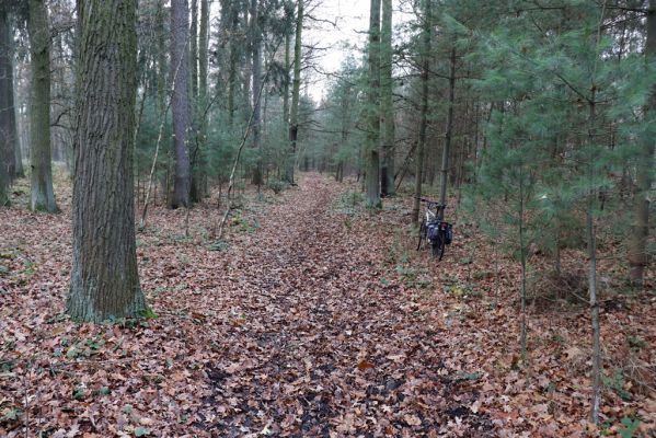 Hrobice, 23.11.2020
Koňská lesní stezka u vrchu Cháby.
Klíčová slova: Hrobice vrch Cháby