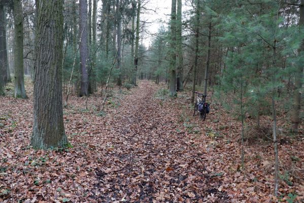 Hrobice, 23.11.2020
Koňská lesní stezka u vrchu Cháby.
Schlüsselwörter: Hrobice vrch Cháby