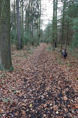 Hrobice, 23.11.2020
Koňská lesní stezka u vrchu Cháby.
Schlüsselwörter: Hrobice vrch Cháby