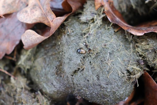 Hrobice, 24.12.2020
Kobylinec v lesíku u jízdárny - hnojník Chilothorax conspurcatus.
Schlüsselwörter: Hrobice les u jízdárny Chilothorax conspurcatus