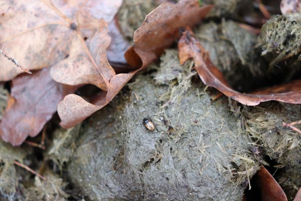 Hrobice, 24.12.2020
Kobylinec v lesíku u jízdárny - hnojník Chilothorax conspurcatus.
Klíčová slova: Hrobice les u jízdárny Chilothorax conspurcatus